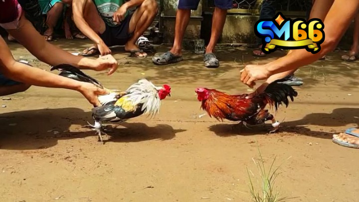 Thuật ngữ đá gà về vấn đề chấm tiền chi tiết